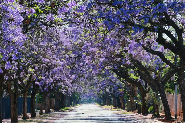 Sunny cobblestone street in central Oaxaca with jacaranda trees and a clear blue sky