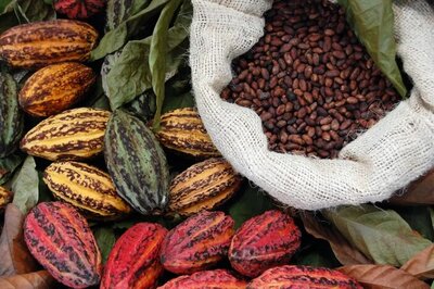 Cacao Tasting