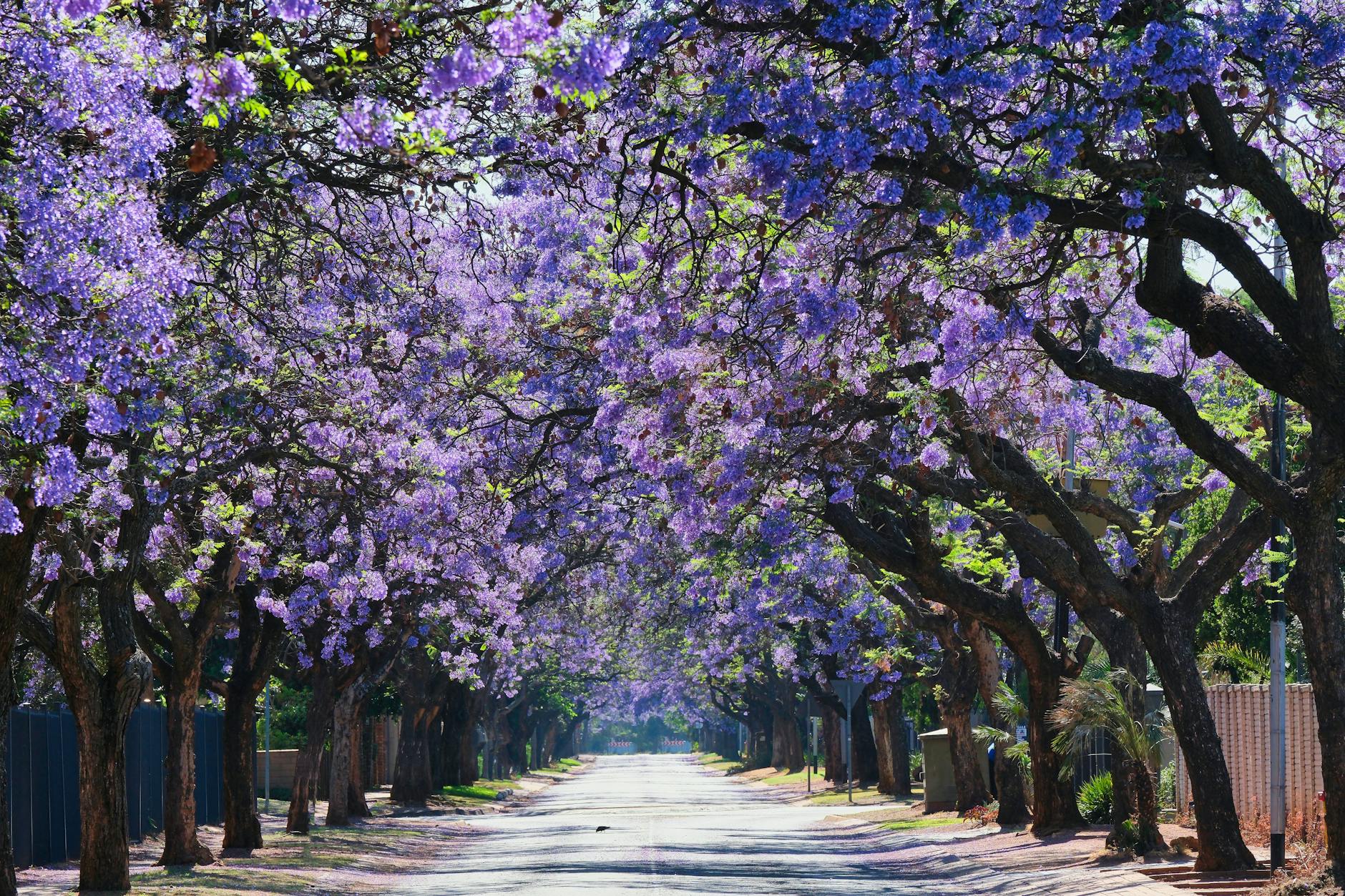 Sunny cobblestone street in central Oaxaca with jacaranda trees and a clear blue sky